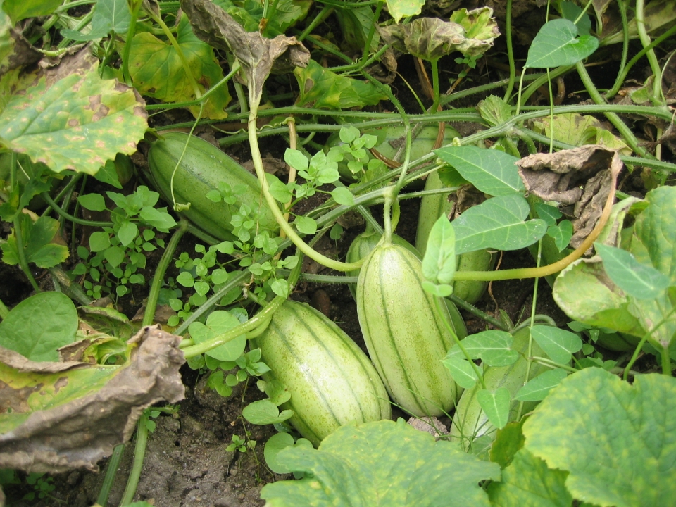 Cucumis melo conomon