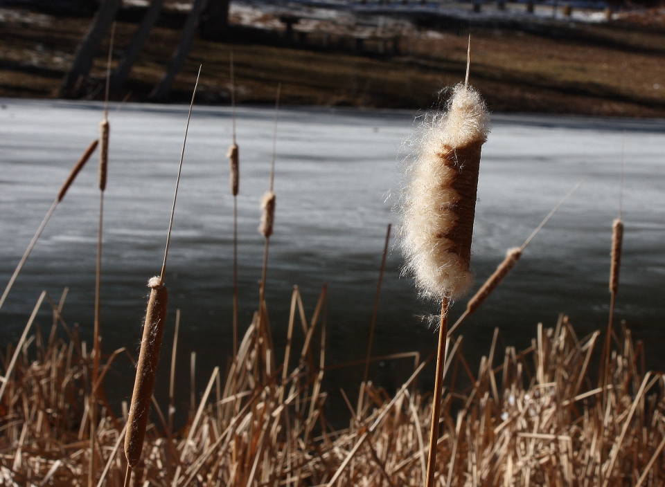 Typha domingensis