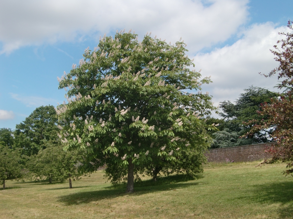 Aesculus turbinata