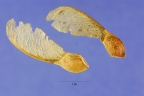 Acer saccharum grandidentatum