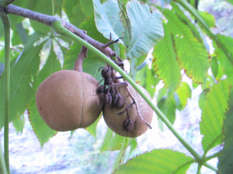 Aesculus flava