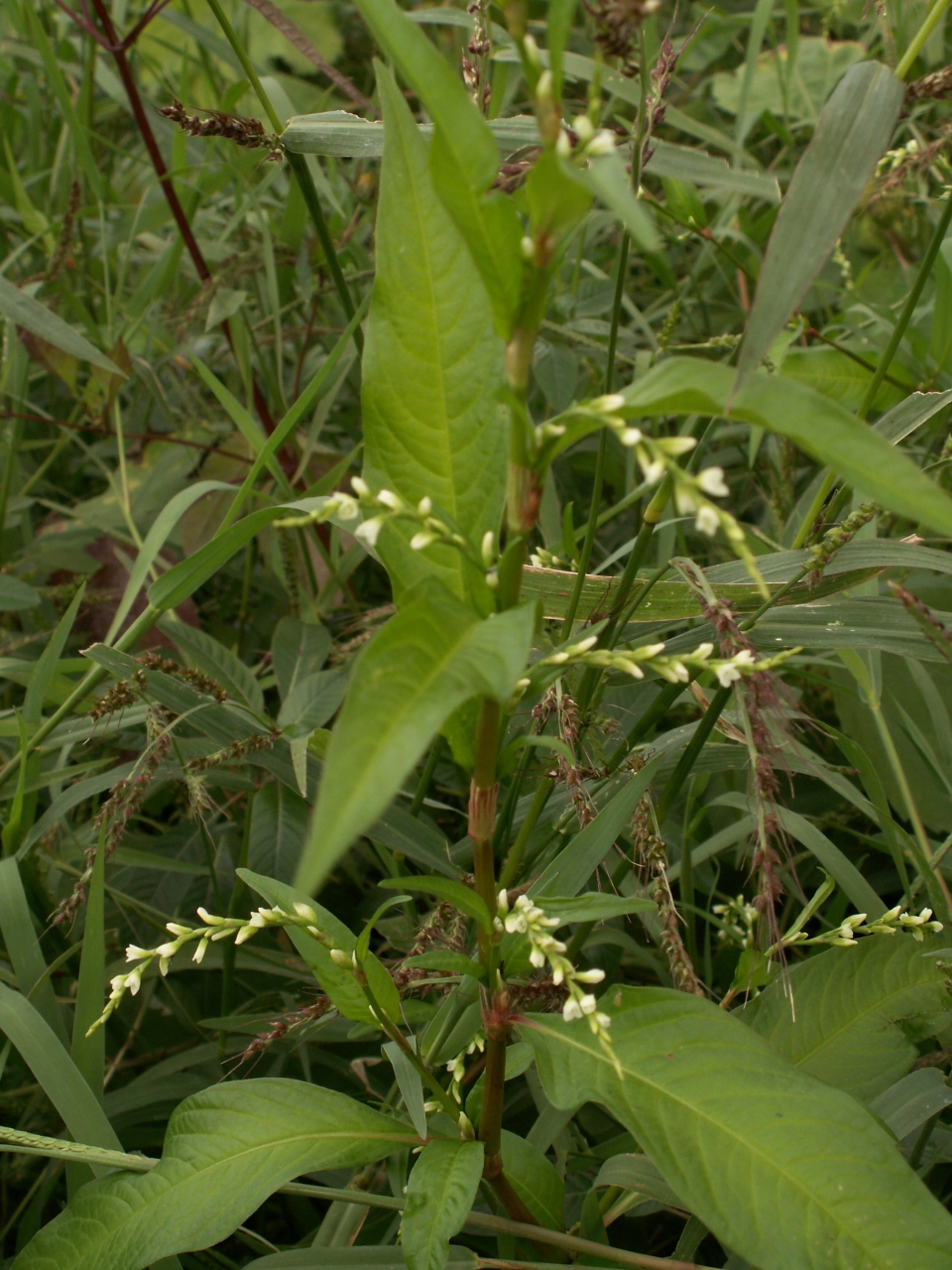 Persicaria hydropiper