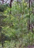 Acacia mucronata