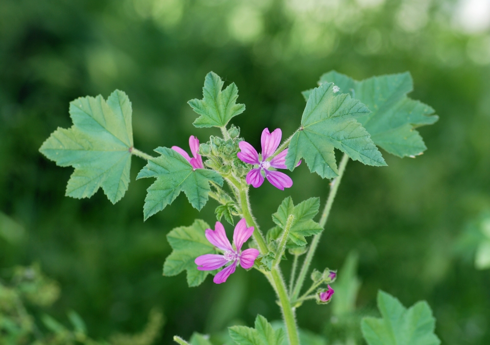 Malva sylvestris