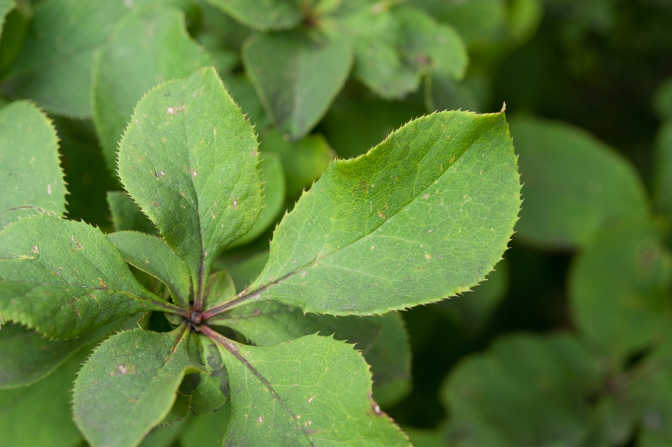 Berberis amurensis