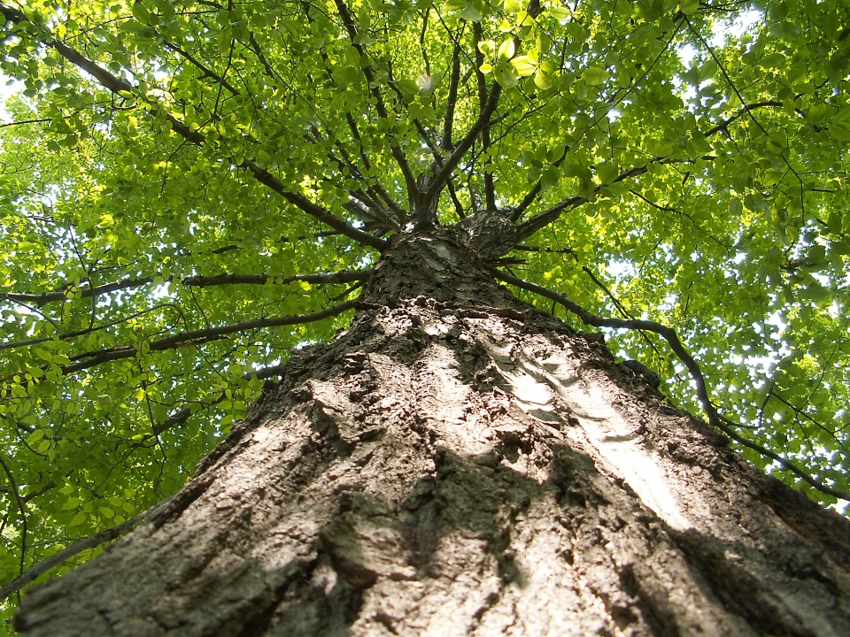 Acer saccharum