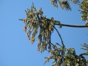 Araucaria bidwillii