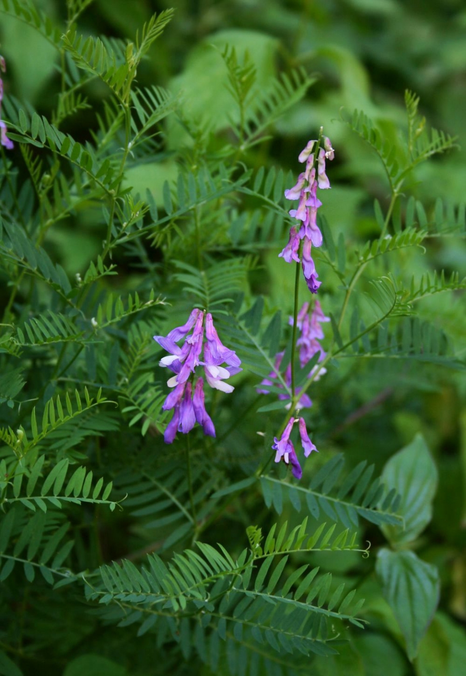 Vicia tenuifolia