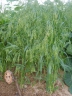 Panicum miliaceum