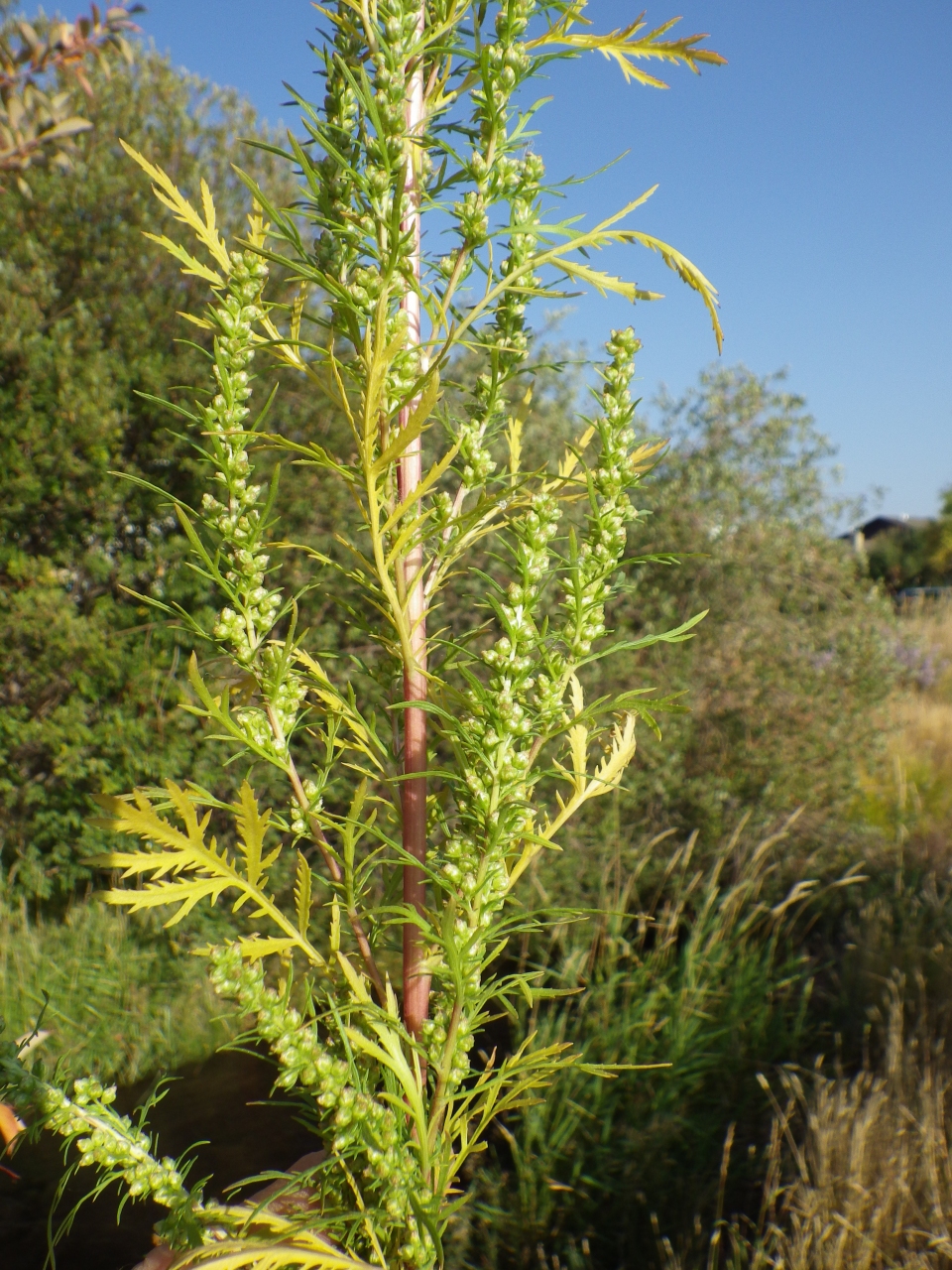 Artemisia biennis