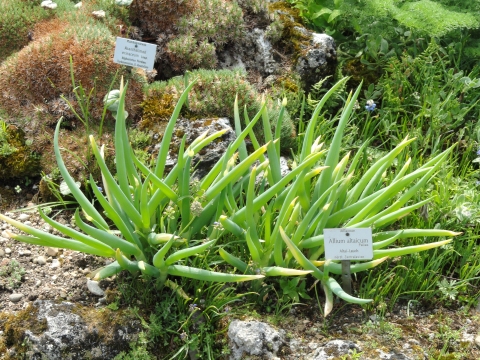 Allium altaicum