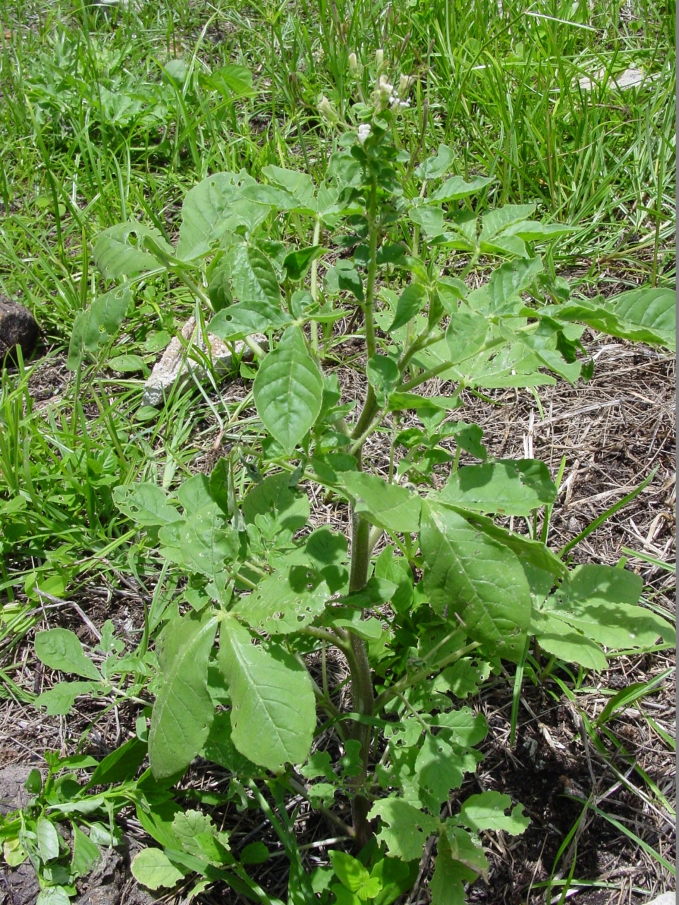 Cleome gynandra