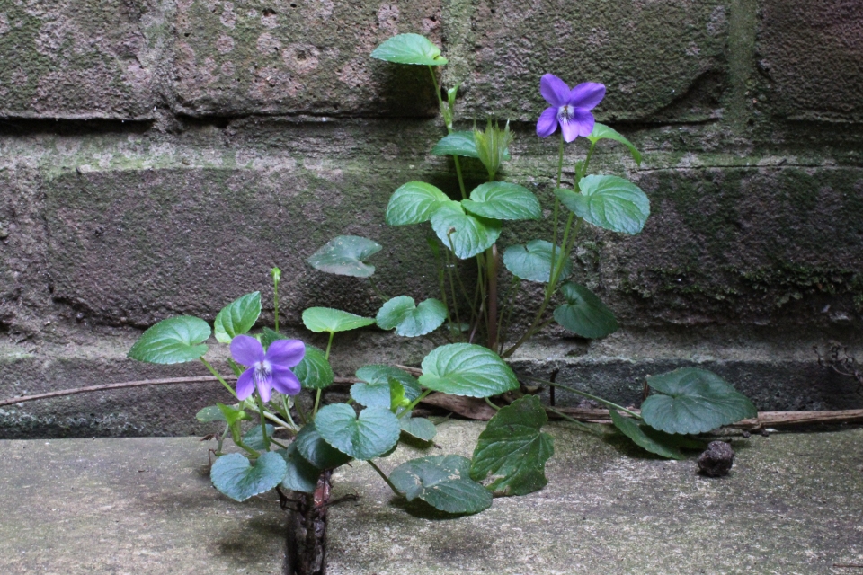 Viola riviniana