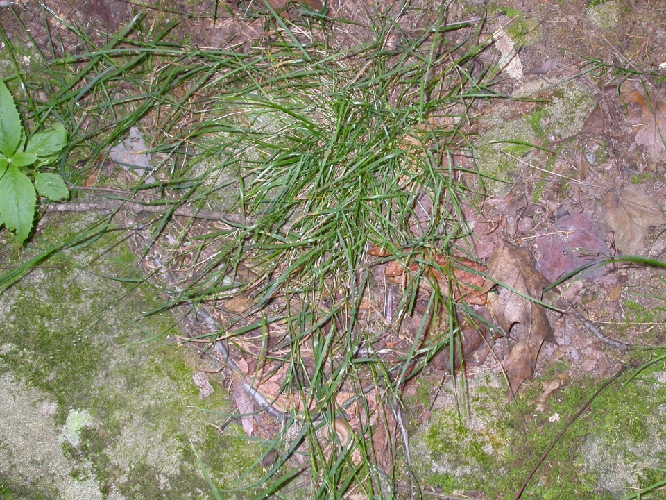 Agrostis perennans