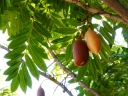 Castanospermum australe