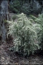 Boronia pinnata