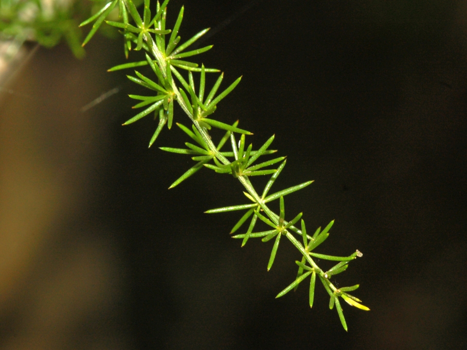 Asparagus acutifolius