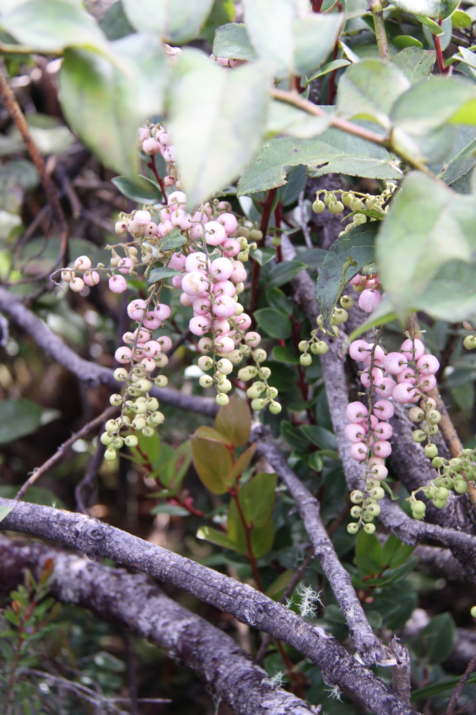 Gaultheria leucocarpa Images - Useful Tropical Plants