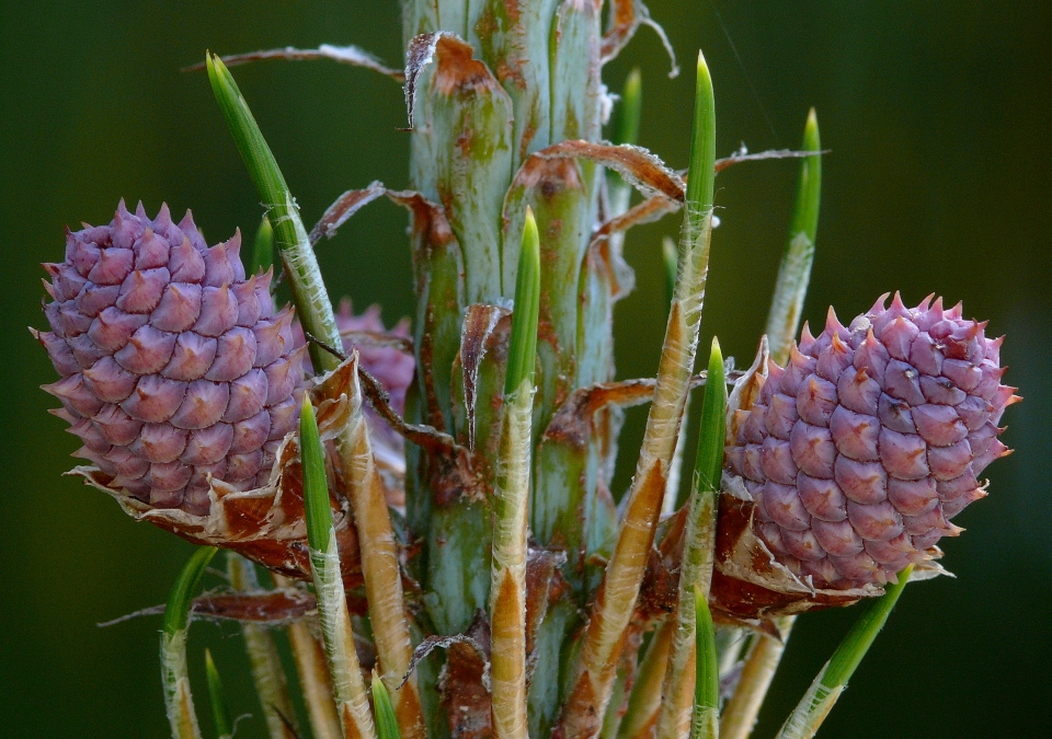 Pinus patula