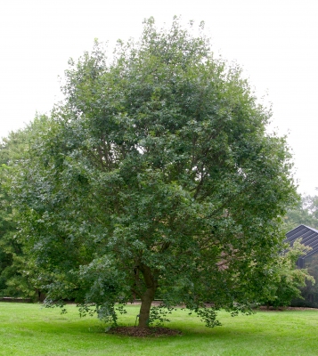 Acer truncatum