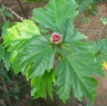 Hibiscus rosa-sinensis