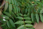 Toona sinensis