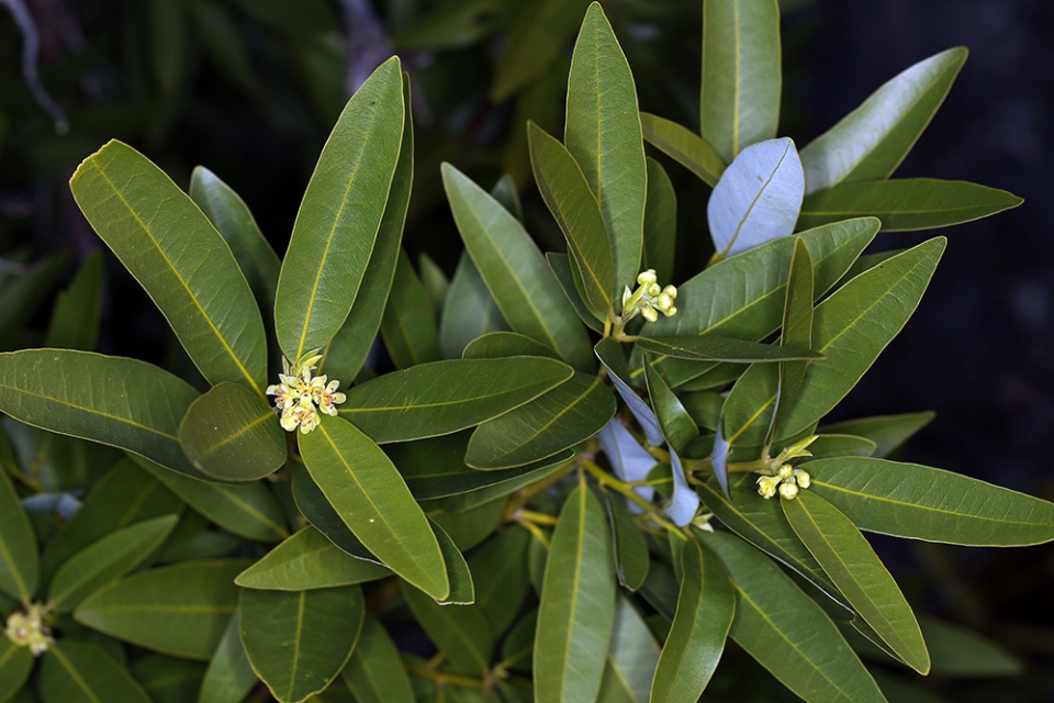 Umbellularia californica