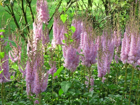 Astilbe rubra