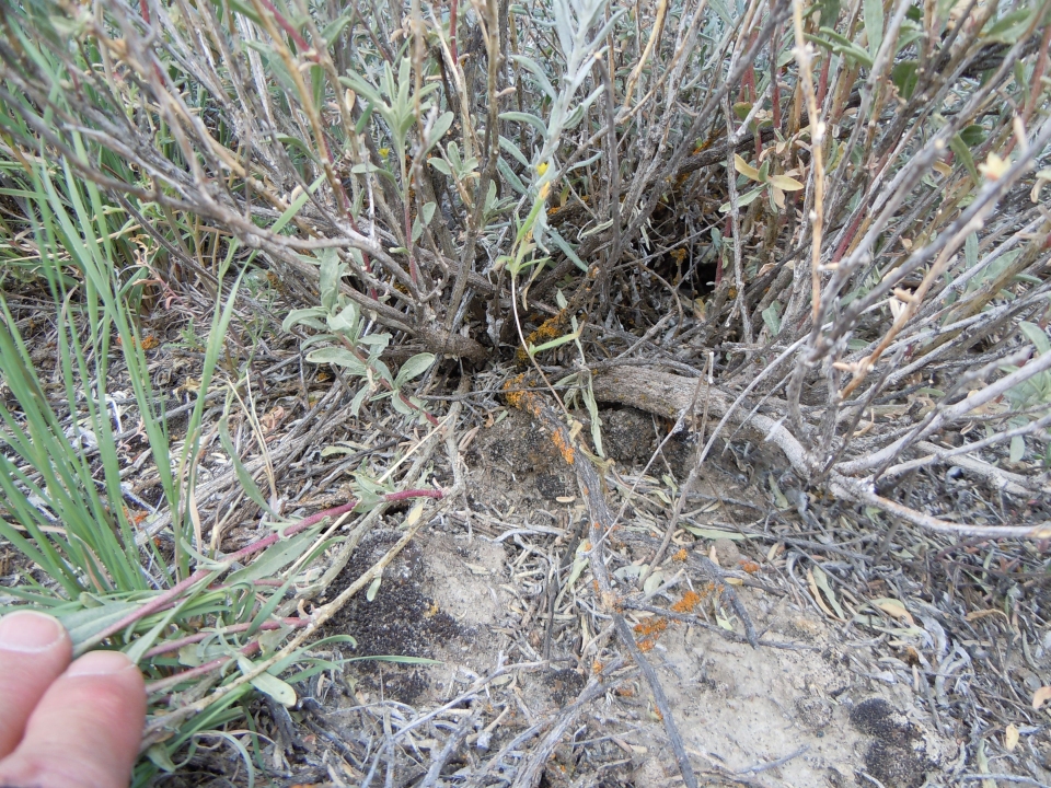 Atriplex gardneri