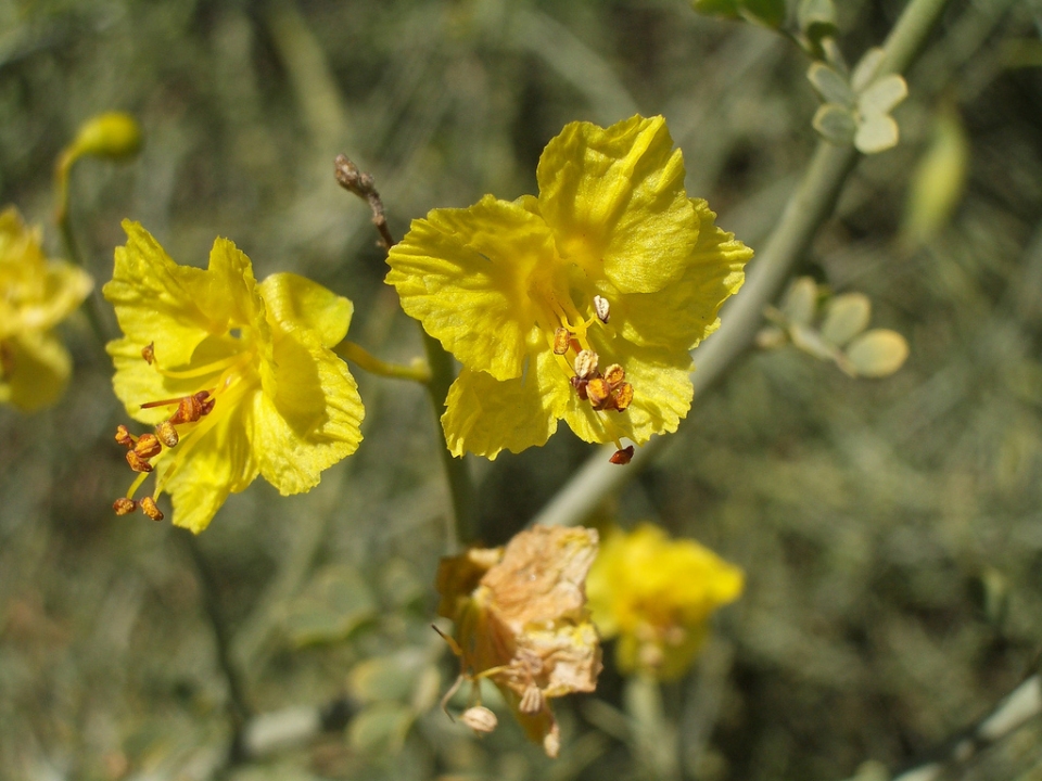 Parkinsonia aculeata