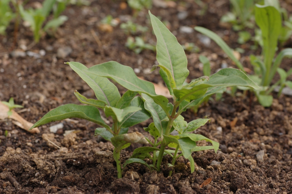 Asclepias purpurascens