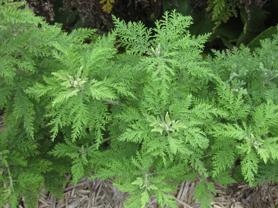 Artemisia abrotanum