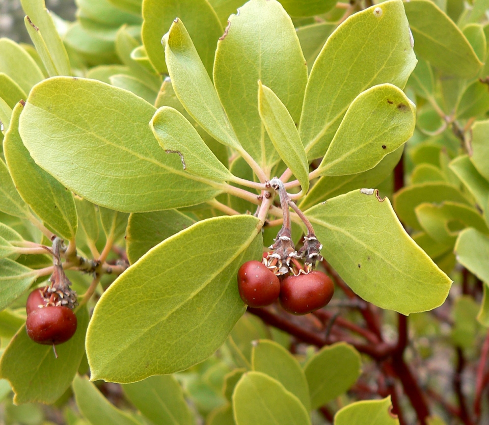 Arctostaphylos pungens