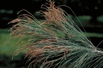 Allocasuarina torulosa