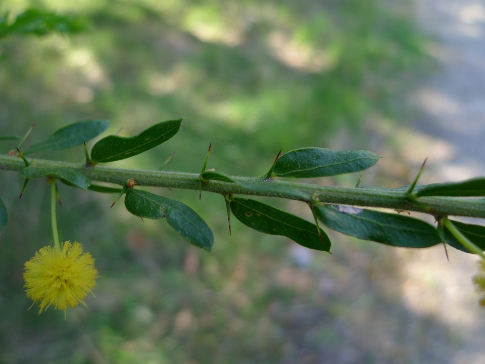 Acacia paradoxa