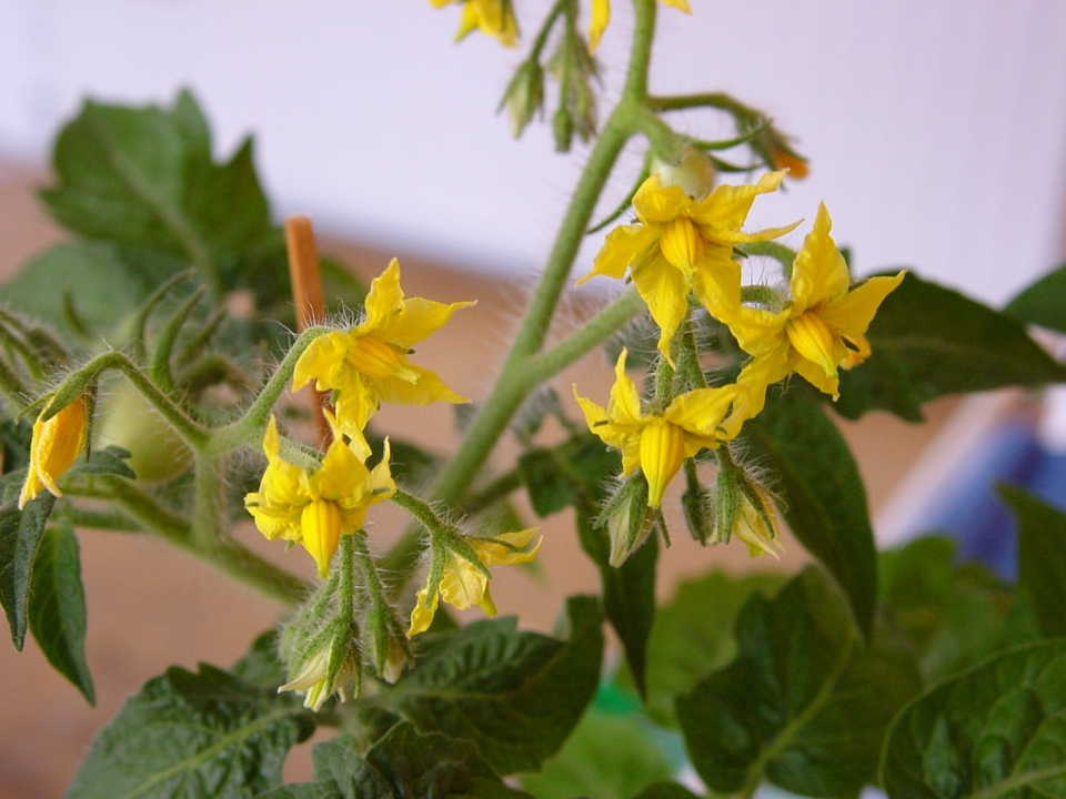 Solanum lycopersicum