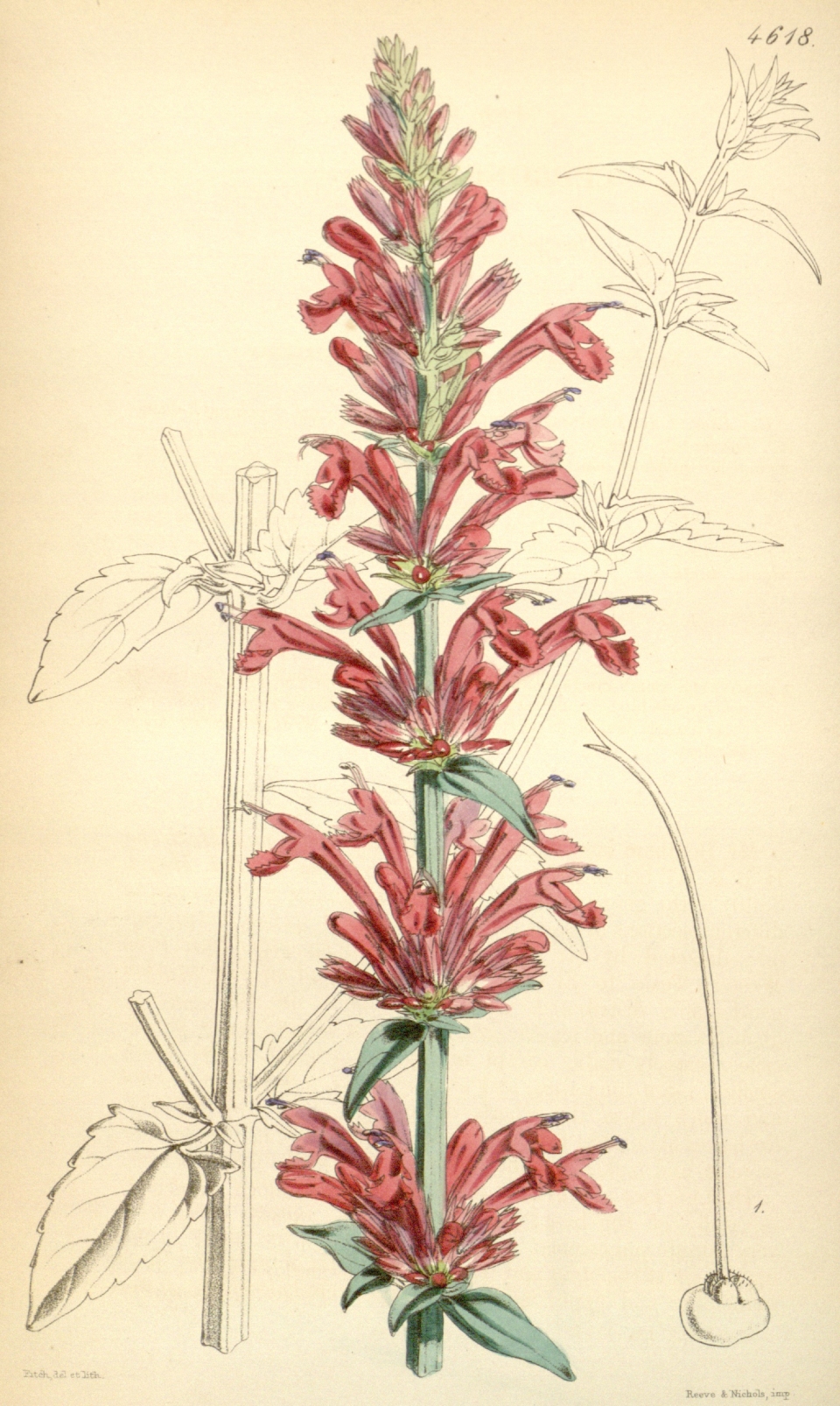 Agastache cana