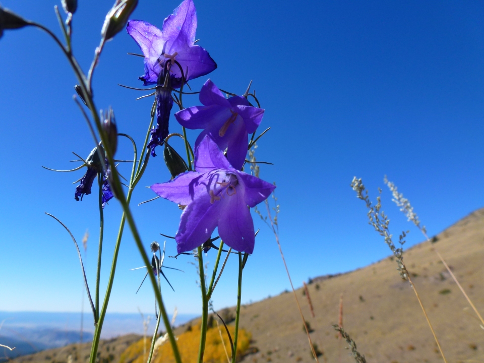 Campanula parryi