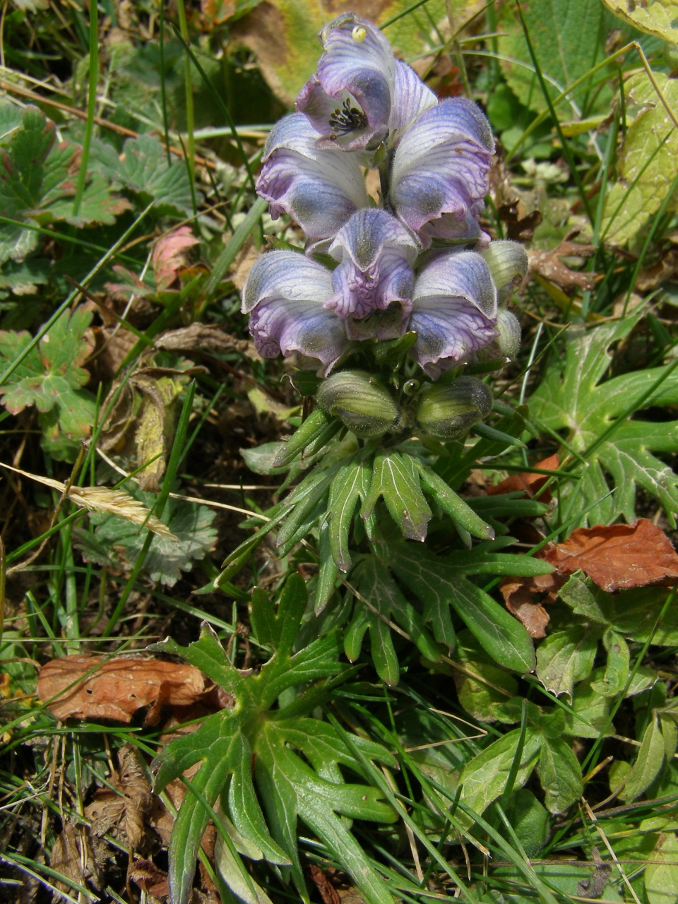 Aconitum rotundifolium