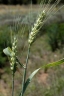 Triticum aestivum