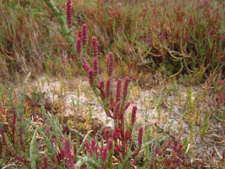 Sarcocornia fruticosa