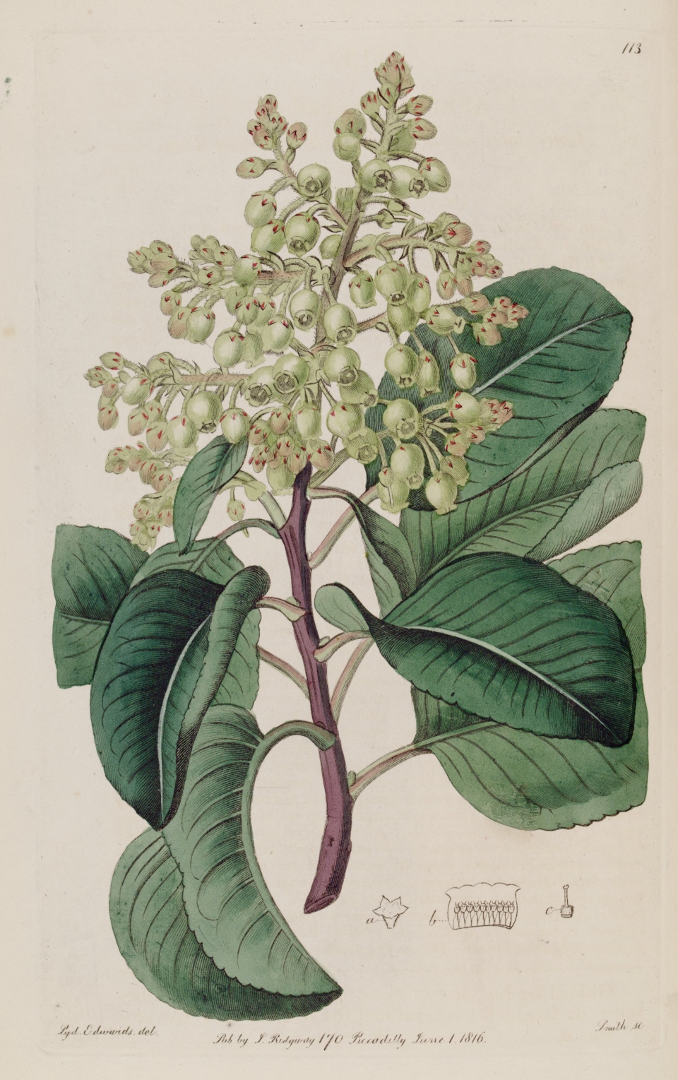 Arbutus andrachne