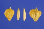 Beckmannia syzigachne