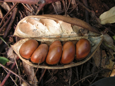 Castanospermum australe