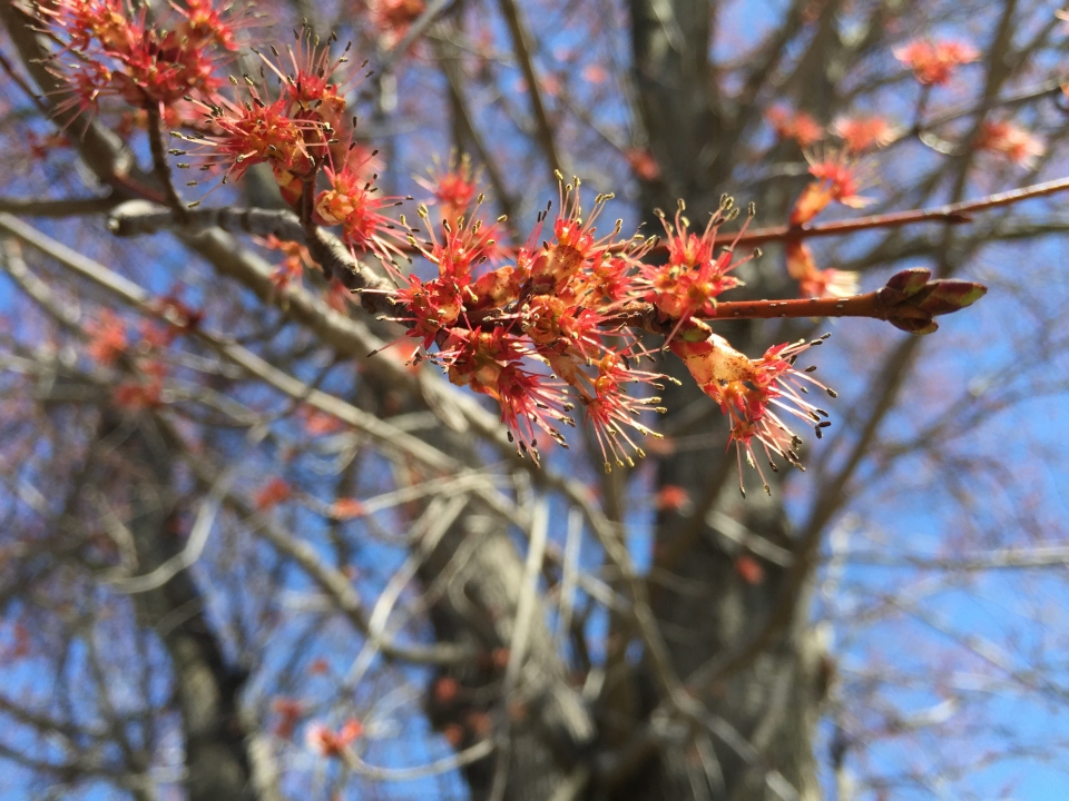 Acer rubrum