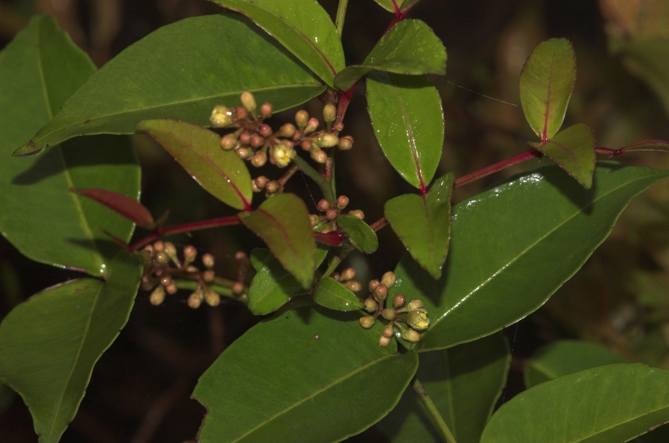 Zanthoxylum nitidum