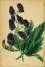 Aconitum fischeri