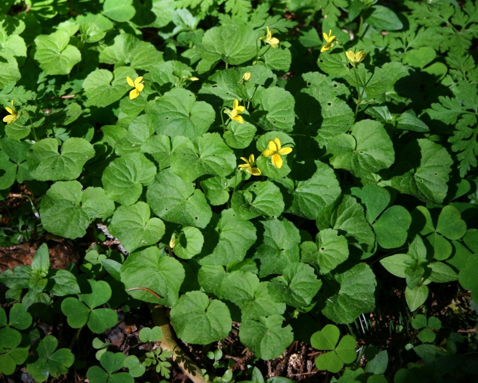 Viola biflora