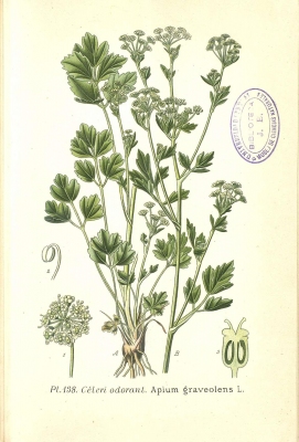 Apium graveolens