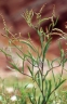 Atriplex littoralis